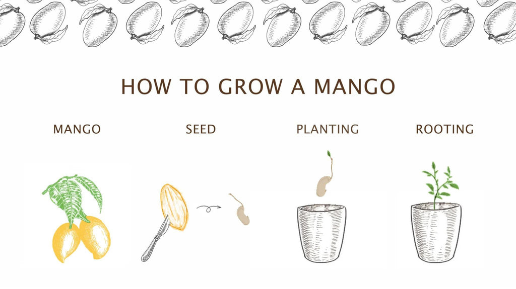 How to grow a mango tree at home?