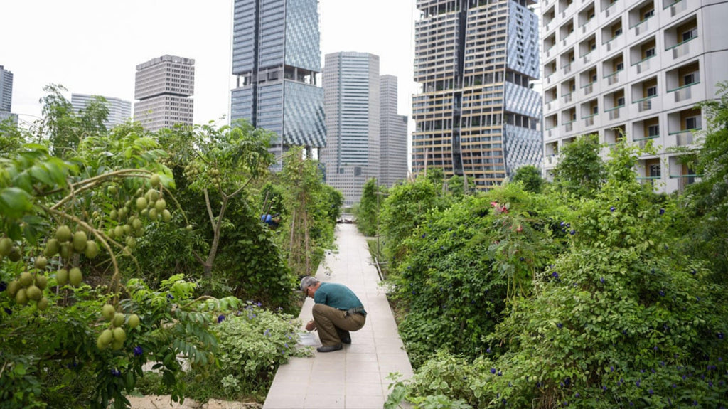 Urban farming getting organic certification 