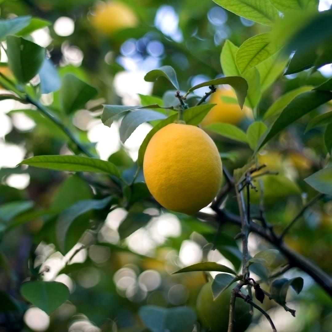 Organic Lemons (Australia) – ShiokFarm