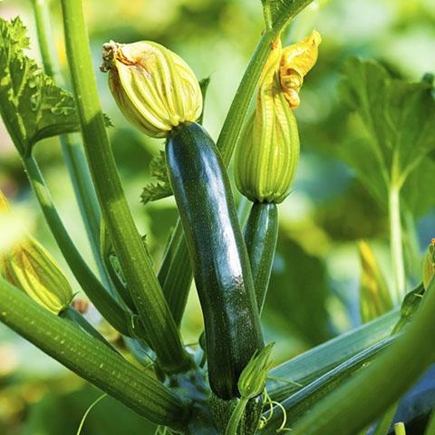 Organic Zucchinis