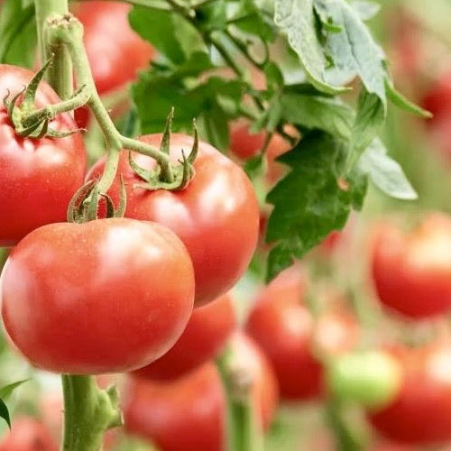 Organic Cherry Tomatoes - Heirloom