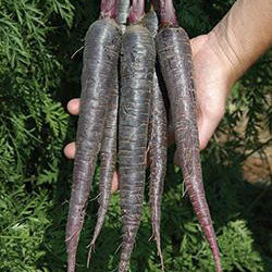 Organic Purple Carrots