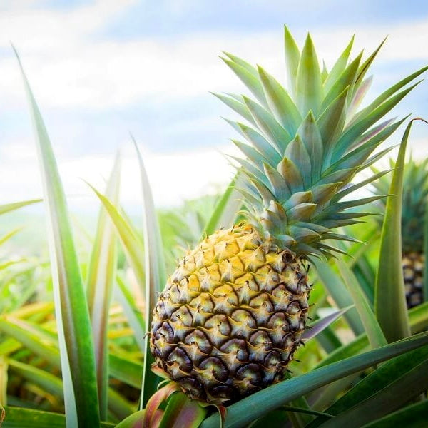 Organic Pineapple - small