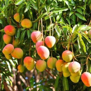 Organic Mango - Kensington Pride