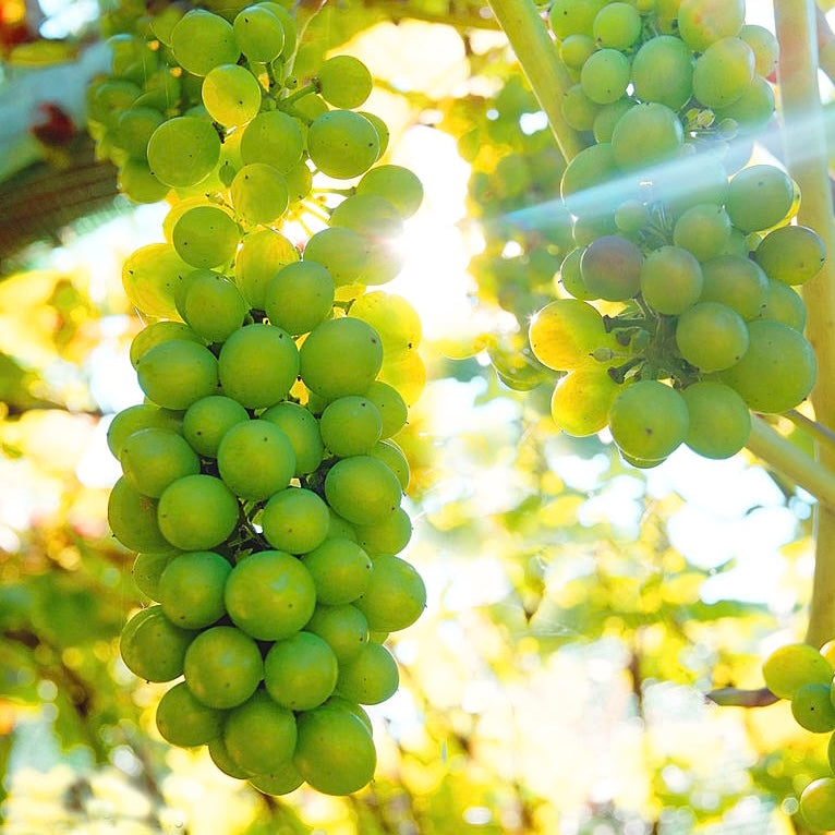 Organic Grapes (Green)
