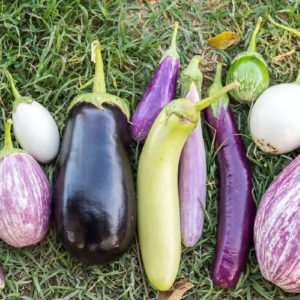 Organic Purple Eggplant (Brinjal)