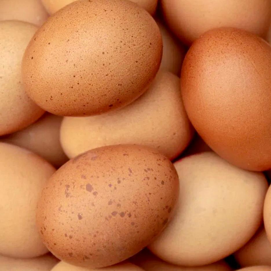 12 Free Range Eggs