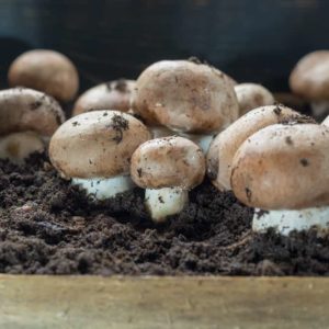 Organic Swiss Brown Mushrooms