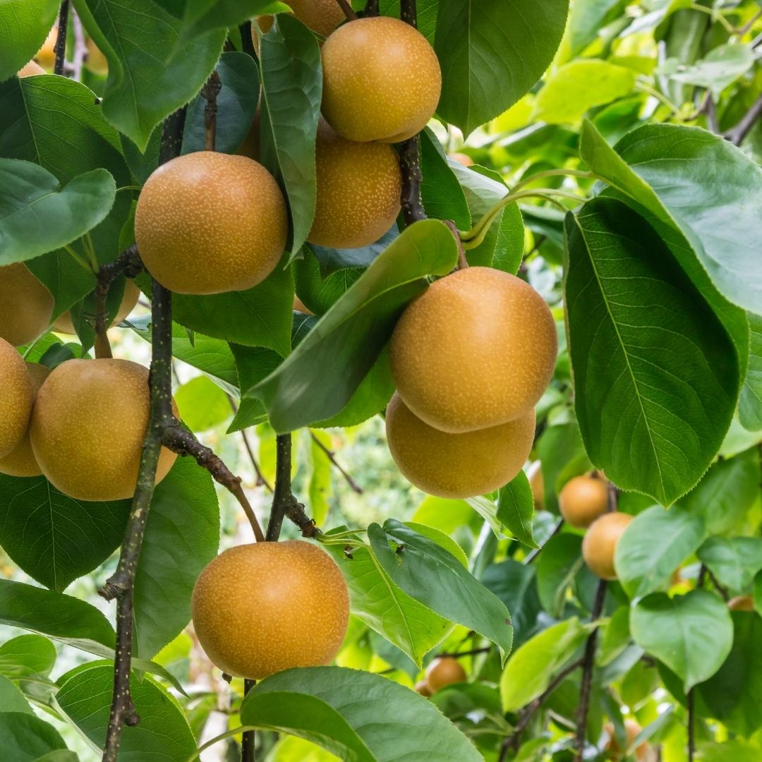 Organic Pears - Nashi
