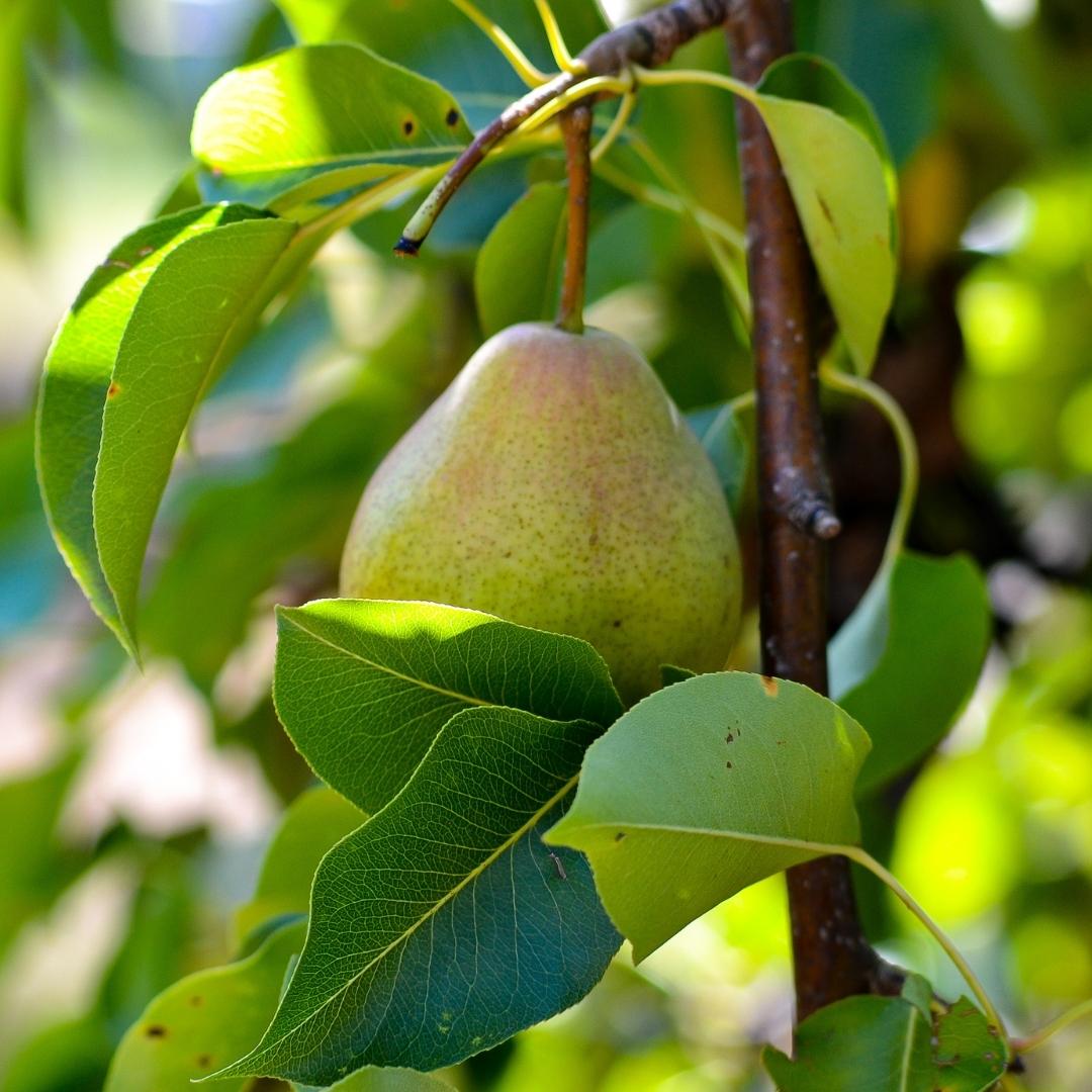 Organic Pears - Packham