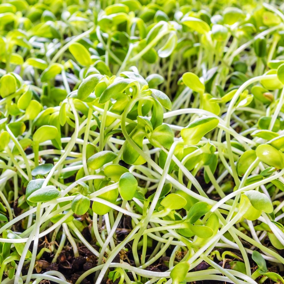 Organic Sunflower Sprouts