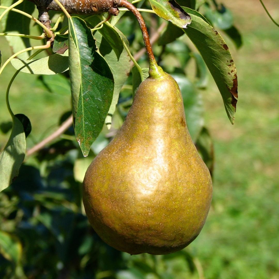 Organic Pears - Bosc