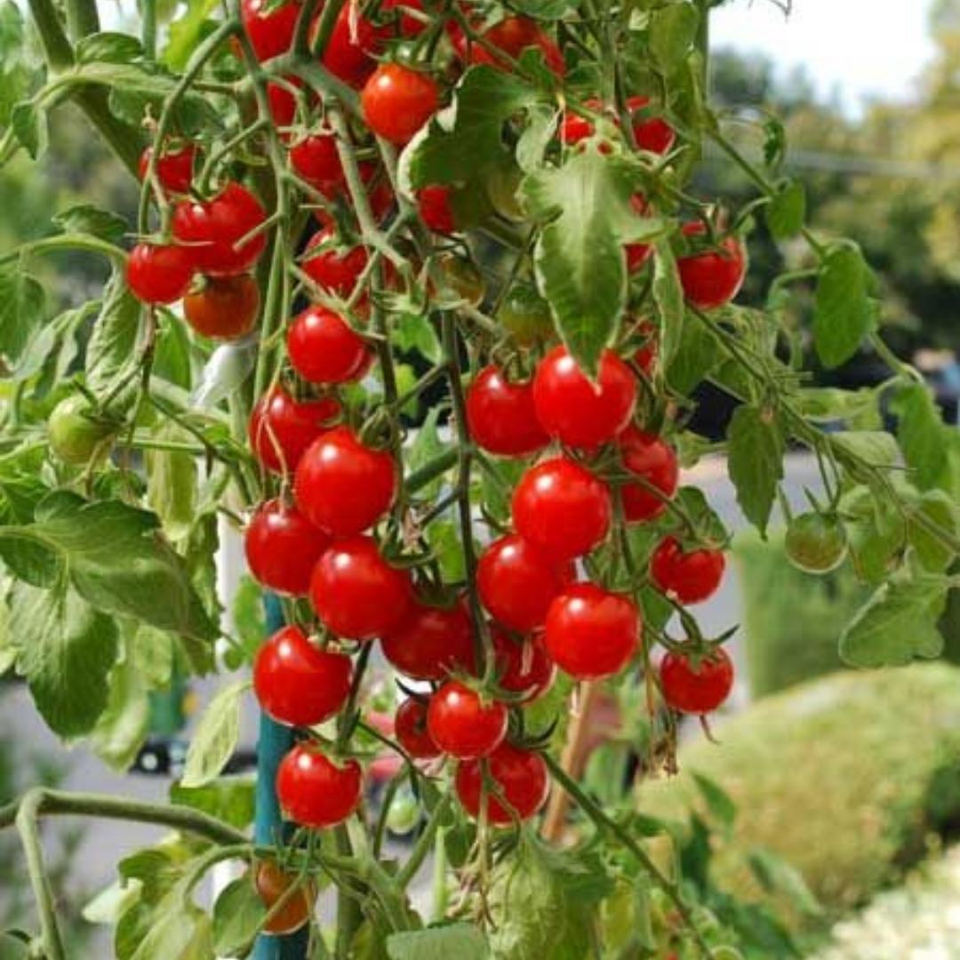 Organic Cherry Tomatoes - Australia