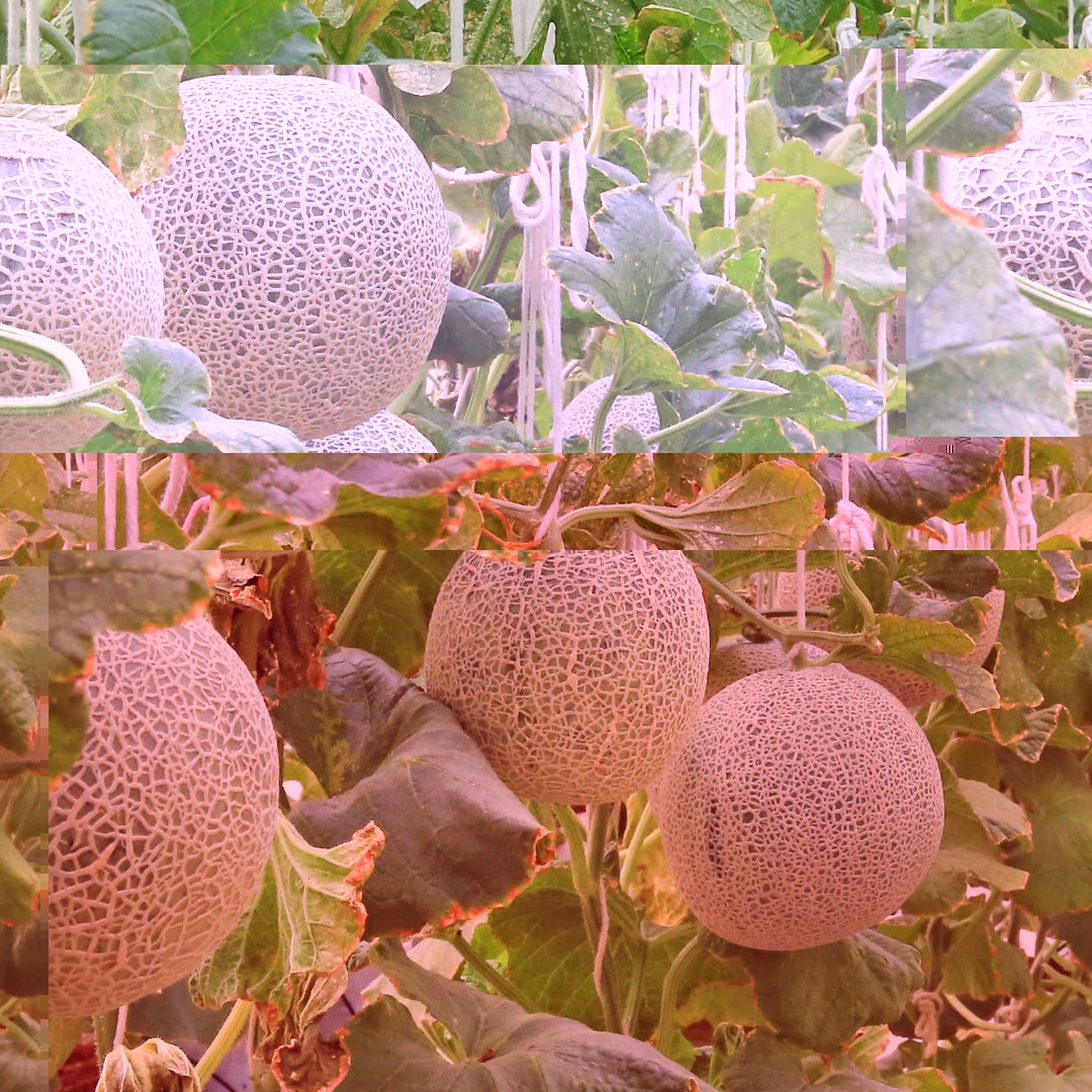 Organic Japanese Melon