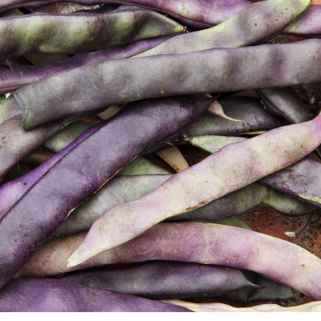 Organic Beans - Purple Heirloom