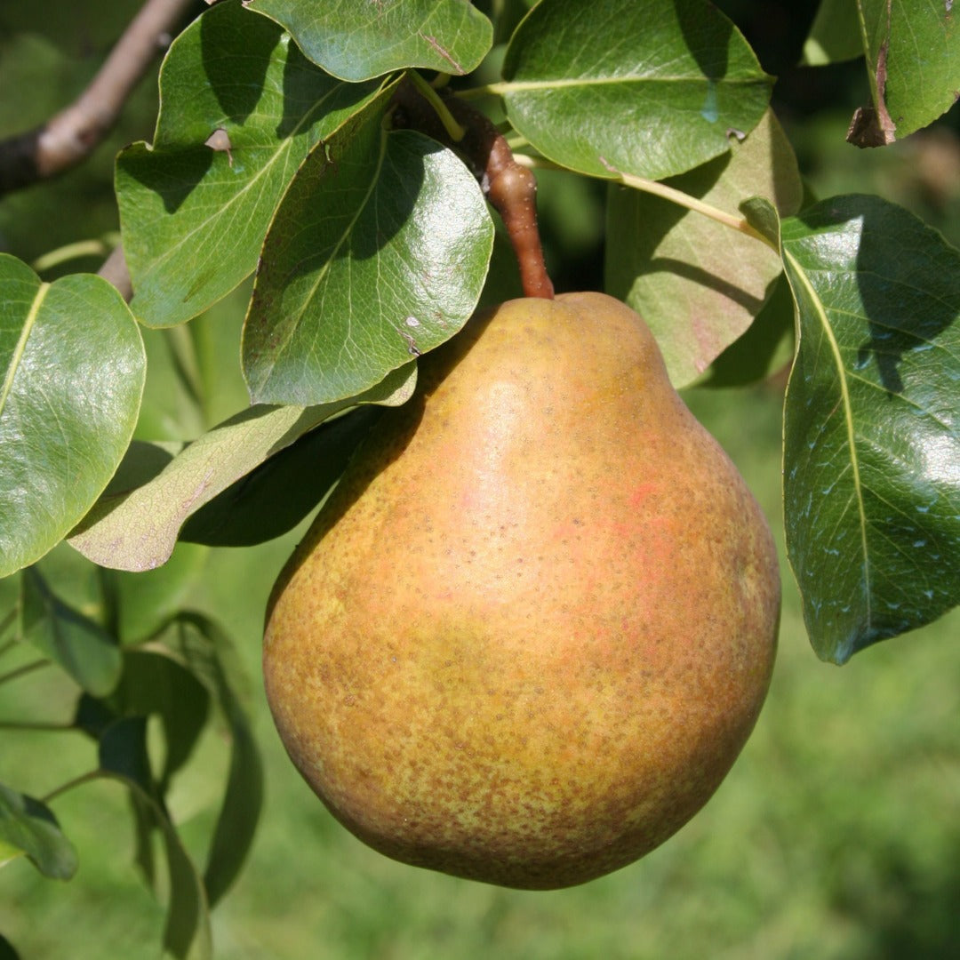 Organic Pears - Williams