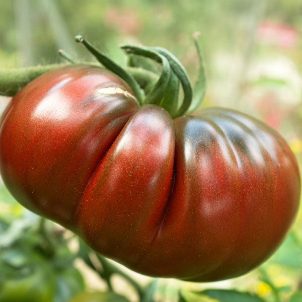 Organic Tomatoes - Heirloom (farm in transition)