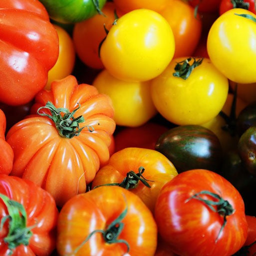 Organic Tomatoes - Heirloom (farm in transition)