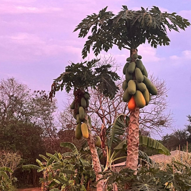 Organic_papaya_tree_Thailand