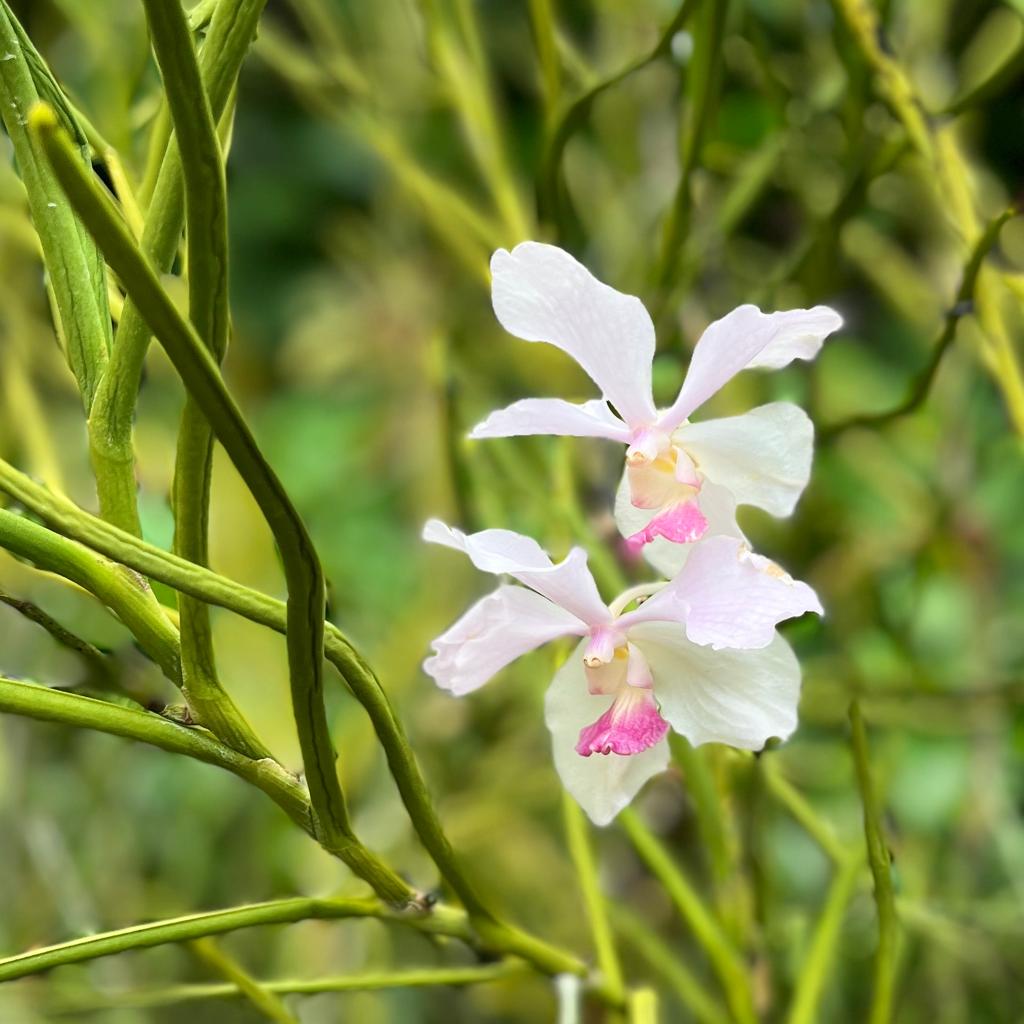 Plant A Tree Mug - Orchid Edition